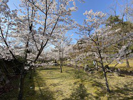 桜が咲くエリアを高台から眺められる