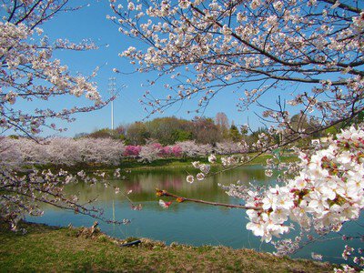 花博記念公園鶴見緑地の桜