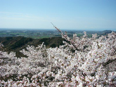 太平山　桜まつり