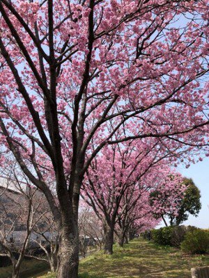 【桜・見ごろ】赤坂泉公園