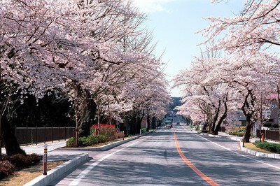 平泉町内県道300号線の桜並木