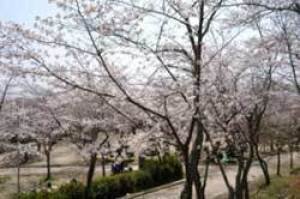 【桜・見ごろ】摂津峡公園