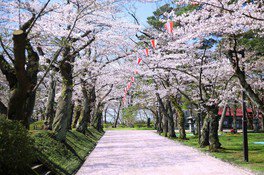 美しい桜並木は多くの人を魅了する