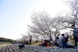 洲原公園の桜