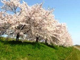 【桜・見ごろ】万本桜植樹帯