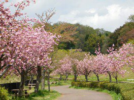 深田公園の桜