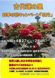 古代蓮の里　四季の花キャンペーン「牡丹」