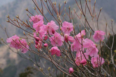 【花・見ごろ】大札山のアカヤシオ