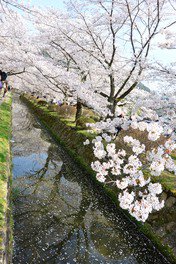 水路を覆うように咲く桜と水面に漂う花びらが趣深い