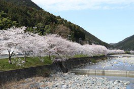 地域の人々により大切に守られている美しい桜並木