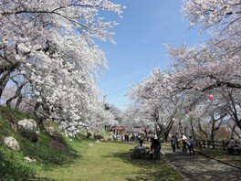 【桜・見ごろ】烏帽子山公園