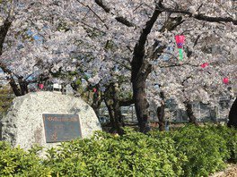 鶴舞公園　桜お花見期間