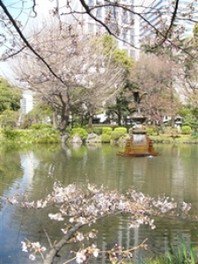 【桜・見ごろ】日比谷公園