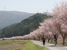 【桜・見ごろ】清水のコヒガンザクラ並木