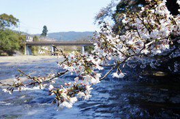 川沿いに咲く桜を楽しめる
