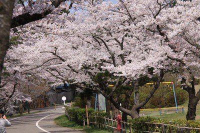 能代公園の桜