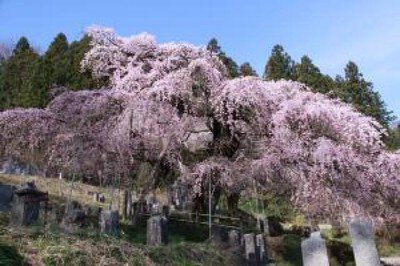 【桜・見ごろ】本久寺のシダレザクラ
