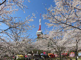 昼夜とも花見客でにぎわう八幡山公園の満開の桜