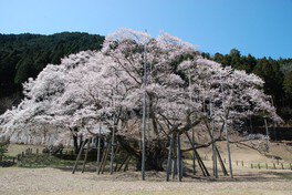 樹齢1500余年の壮大な桜