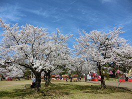 【桜・見ごろ】悠久山公園