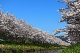 【桜・見ごろ】鳥羽川サイクリングロードの桜並木