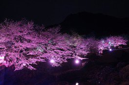 夜桜お八