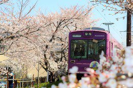 京福電鉄(嵐電)の桜