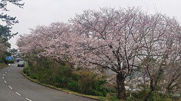 大磯プリンスホテル前(葛川沿い)の桜