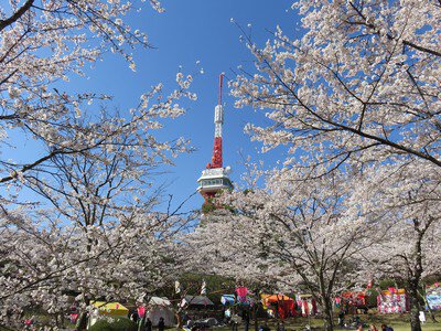 八幡山公園の桜