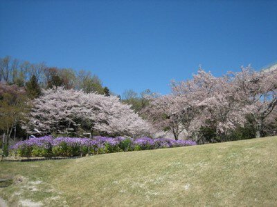 鞍ケ池公園の桜