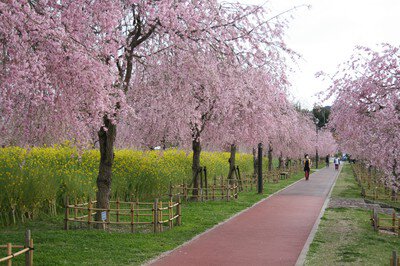 下松スポーツ公園の桜