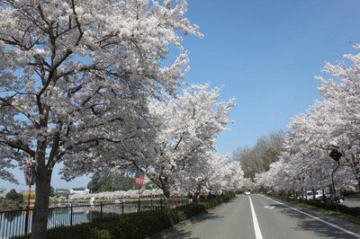 庄原上野公園 桜まつり
