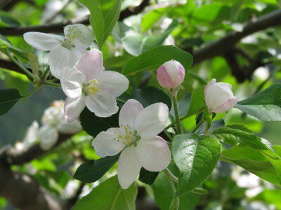 【花・見ごろ】原観光りんご園 りんごの花