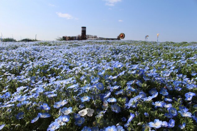 【花・見ごろ】長井海の手公園ソレイユの丘　ネモフィラ