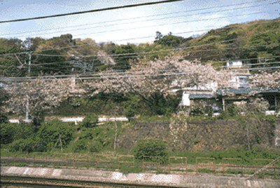 大磯駅及び坂田山斜面の桜