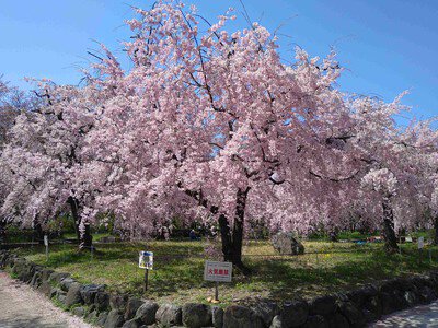 庄内緑地の桜