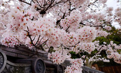 等持院の桜