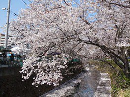 麻生区古沢から柿生駅近くまでの麻生川沿いが鮮やかに色づく