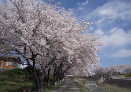 【桜・見ごろ】坪川土手の桜並木