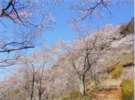 【桜・見ごろ】鹿野天神山公園