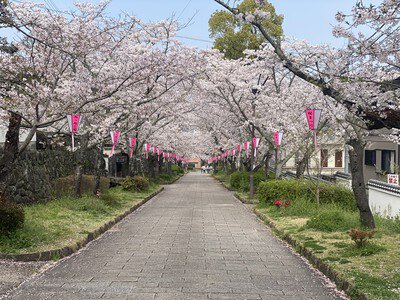 旭ヶ岡公園の桜