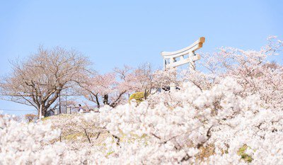 日和山公園の桜(宮城県)