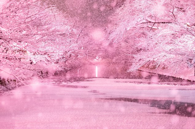 冬に咲くさくらライトアップ 弘前公園(鷹揚公園)