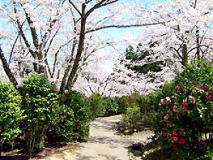 【桜・見ごろ】加茂山公園
