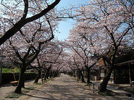 桜のトンネルが美しい