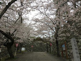 【桜・見ごろ】松阪公園（松坂城跡）