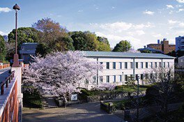 【桜・見ごろ】港の見える丘公園（神奈川近代文学館周辺「芸亭の桜」）