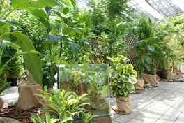 食虫植物と指宿の観葉植物展
