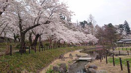 前森公園の桜