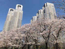 【桜・見ごろ】新宿中央公園